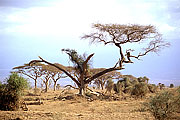 Picture 'KT1_14_18 Umbrella Acacia, Kenya, Amboseli'